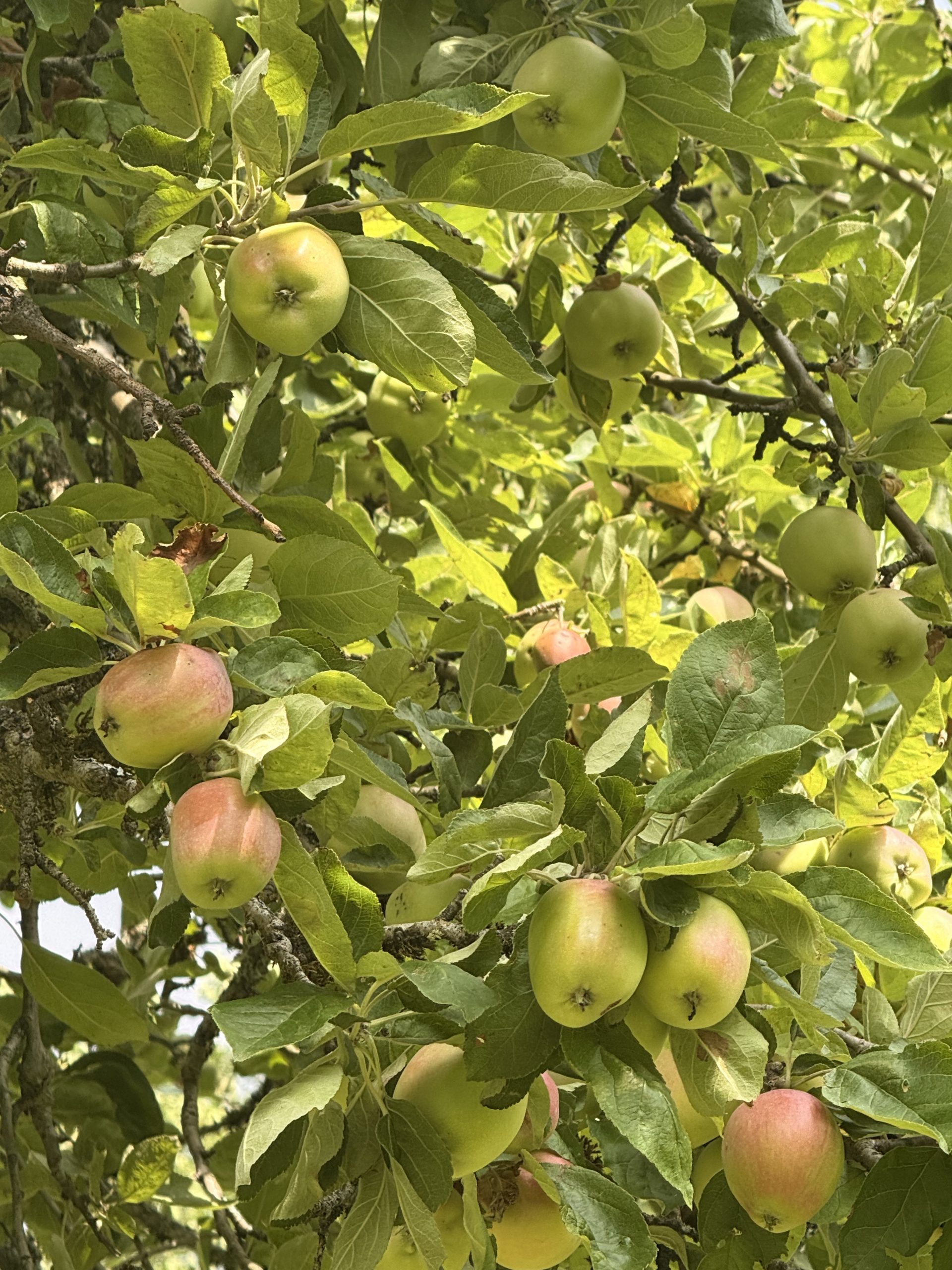 Appelchutney